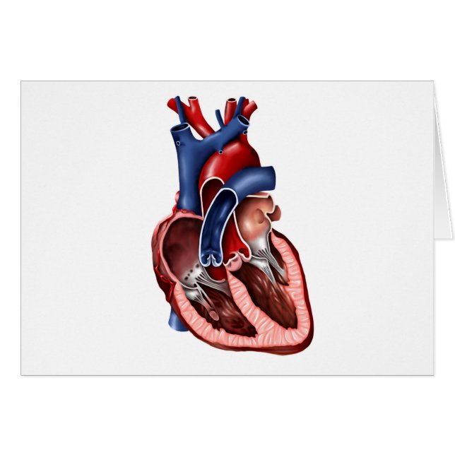 Cross Section Of Human Heart (Front Horizontal)