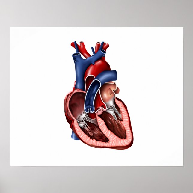 Cross Section Of Human Heart Poster (Front)