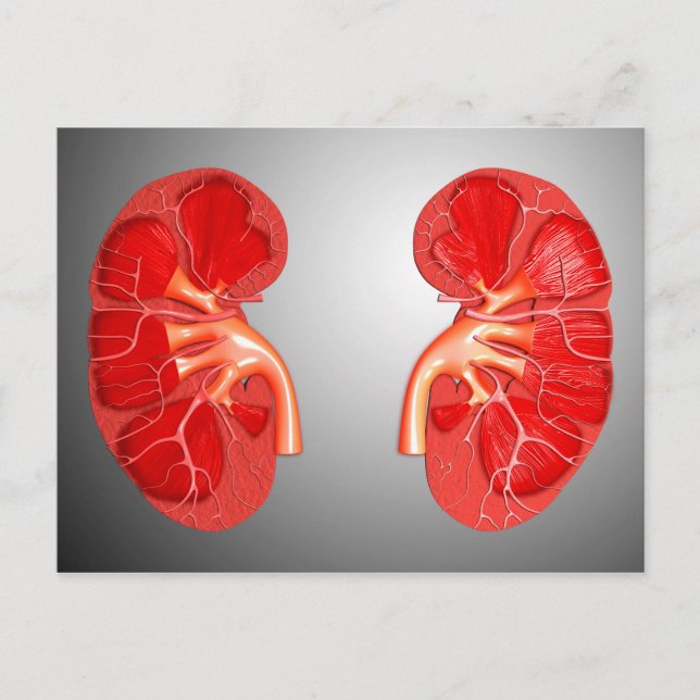 Cross-Section Of Human Kidney Postcard (Front)