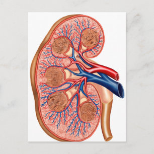 Cross Section Of Internal Anatomy Of A Kidney Postcard