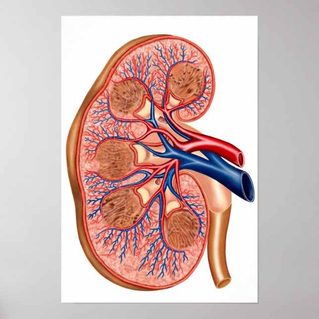 Cross Section Of Internal Anatomy Of A Kidney Poster (Front)