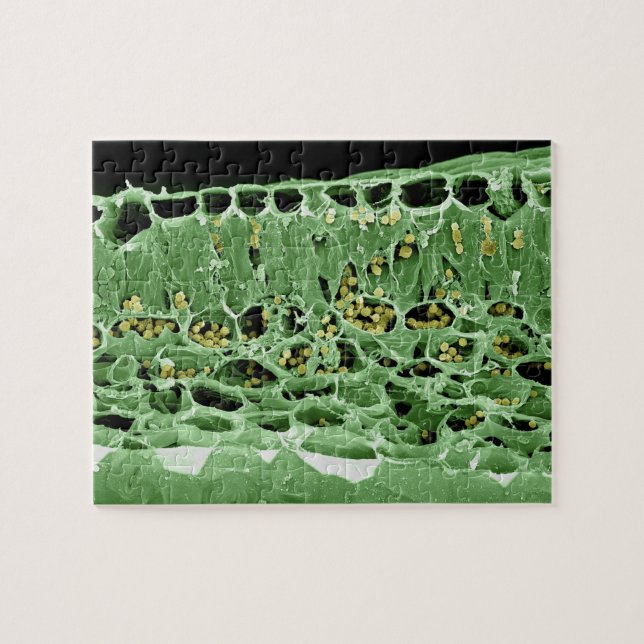 Cross Section of Leaf Jigsaw Puzzle (Horizontal)