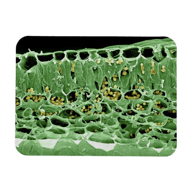 Cross Section of Leaf Magnet (Horizontal)
