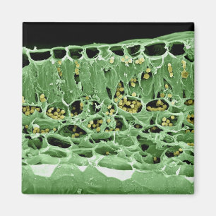 Cross Section of Leaf Magnet