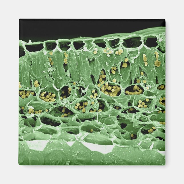 Cross Section of Leaf Magnet (Front)