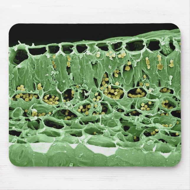 Cross Section of Leaf Mouse Pad (Front)