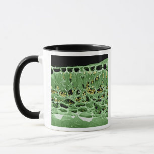 Cross Section of Leaf Mug