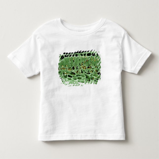 Cross Section of Leaf Toddler T-Shirt (Front)