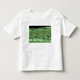 Cross Section of Leaf Toddler T-Shirt