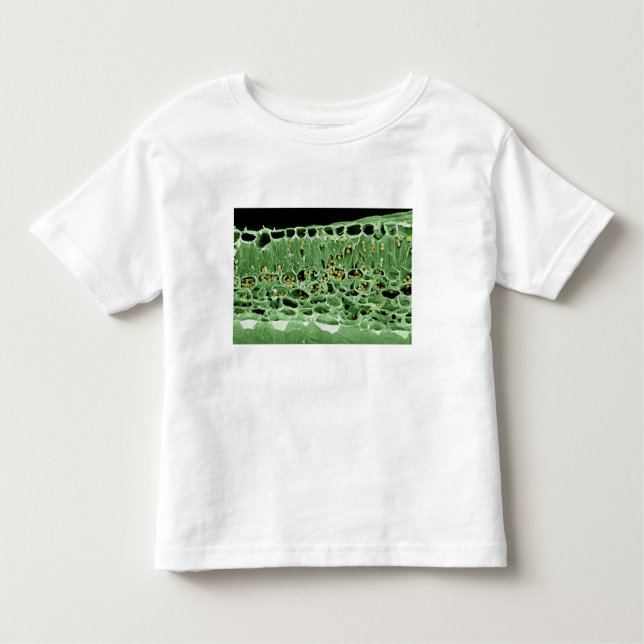 Cross Section of Leaf Toddler T-Shirt (Front)
