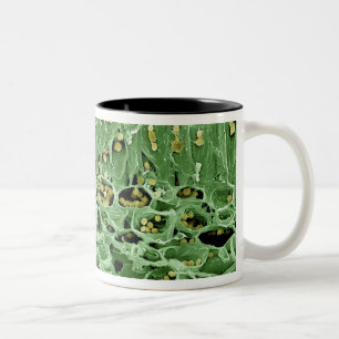 Cross Section of Leaf Two-Tone Coffee Mug