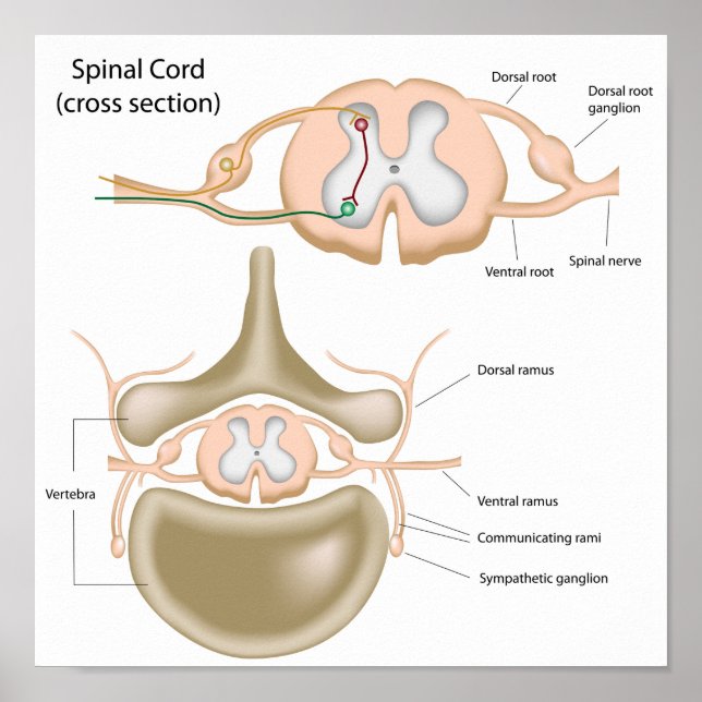 Cross section of the spinal cord poster (Front)