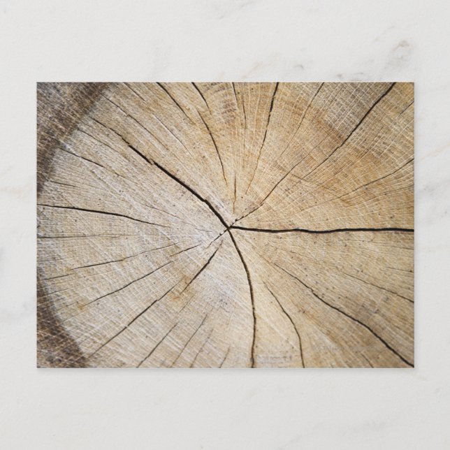 Cross section of tree trunk postcard (Front)