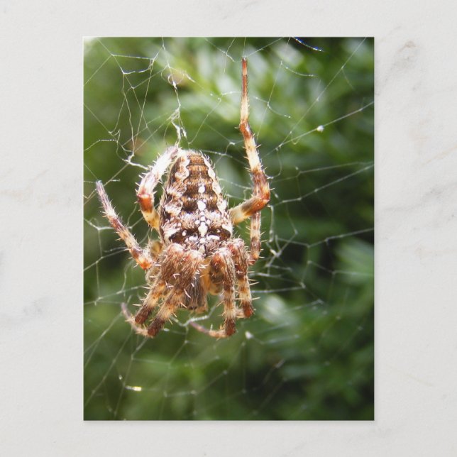 Cross Spider 132 ~ postcard (Front)