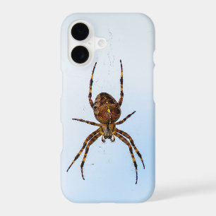 cross spider in web