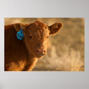 Crossbred Calf Poster