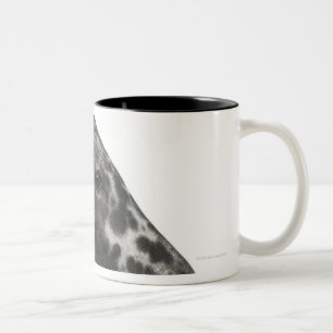 crossbreed Foal between a Appaloosa and a Two-Tone Coffee Mug