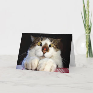 Crossed Eyed Cat And Ladybird Birthday Card