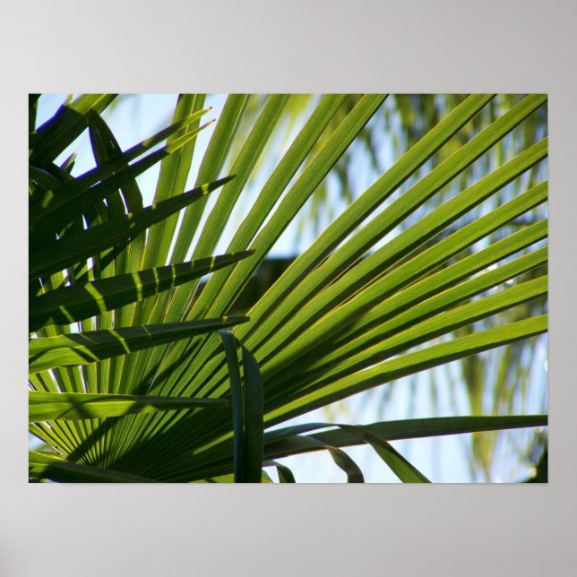 Crossed Palms poster (Front)
