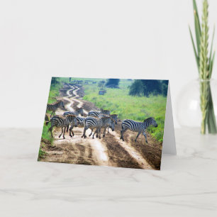 crossing zebra card