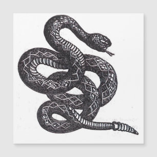 Crotalus Cascavella Snake (Venemous Pit Viper)