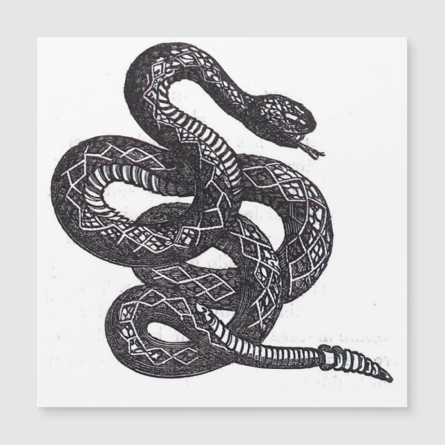 Crotalus Cascavella Snake (Venemous Pit Viper) (Front)