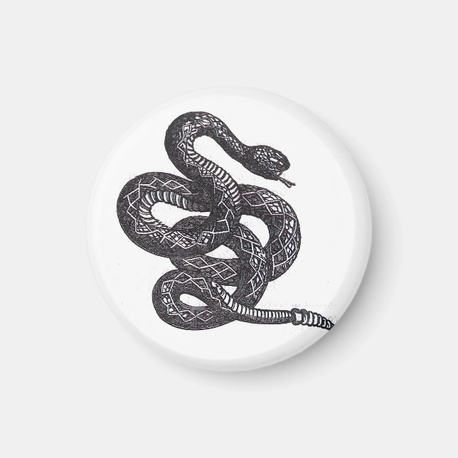 Crotalus Cascavella Snake (Venemous Pit Viper) Magnet (Front)