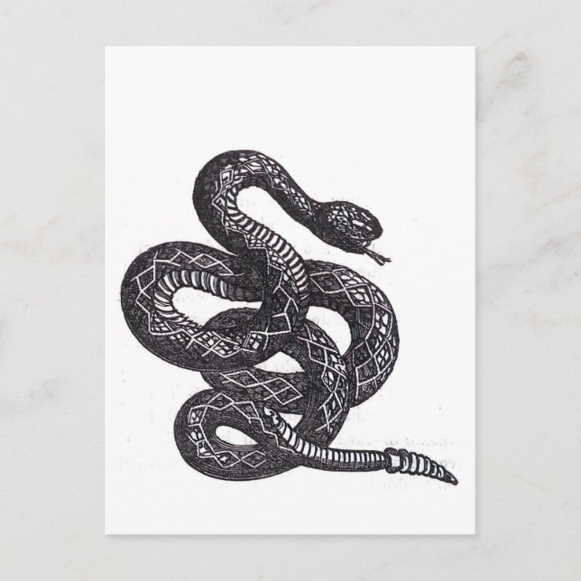 Crotalus Cascavella Snake (Venemous Pit Viper) Postcard (Front)