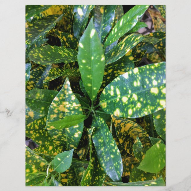 Croton Plant (Front)