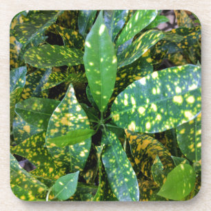 Croton Plant Coaster