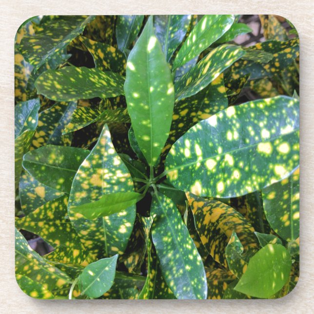 Croton Plant Coaster (Front)