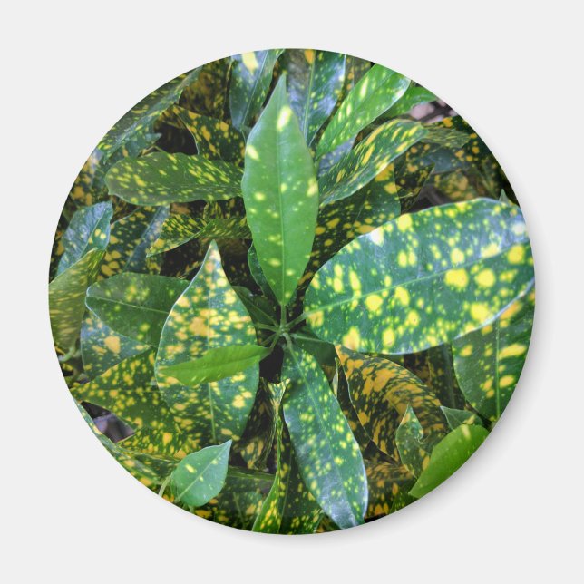 Croton Plant Magnet (Front)