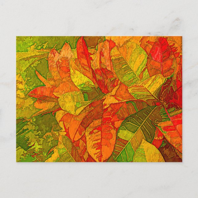 Croton Variegatum Plant Postcard (Front)