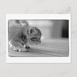 Crouching Kitten Postcard