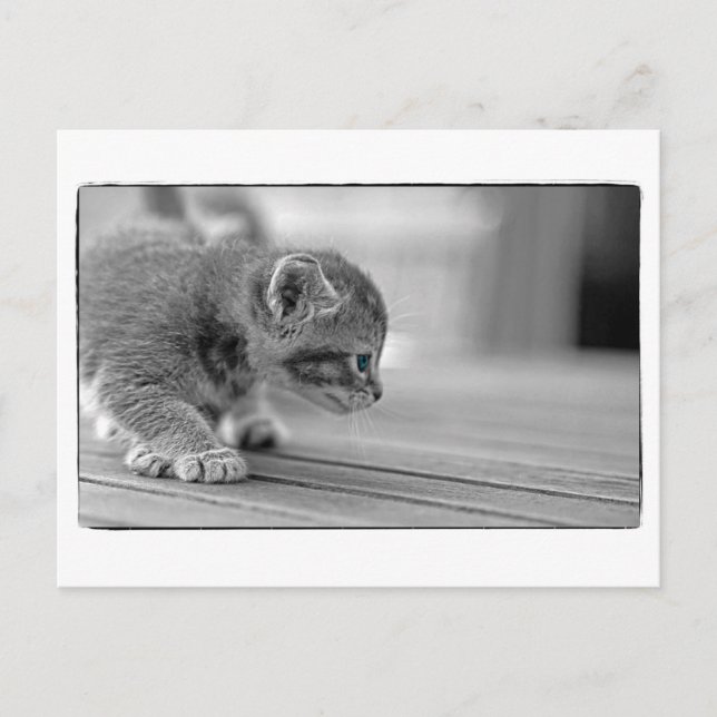 Crouching Kitten Postcard (Front)