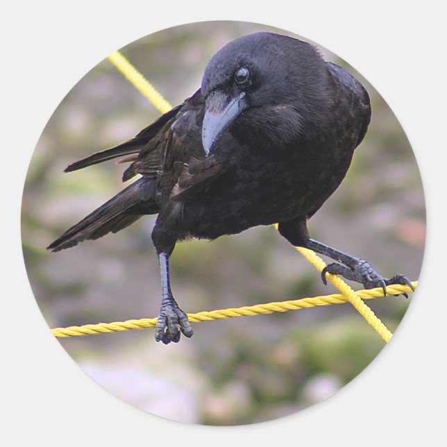 Crow at Crossroads Classic Round Sticker (Front)