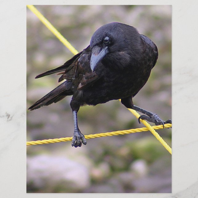 Crow at Crossroads Flyer (Front)