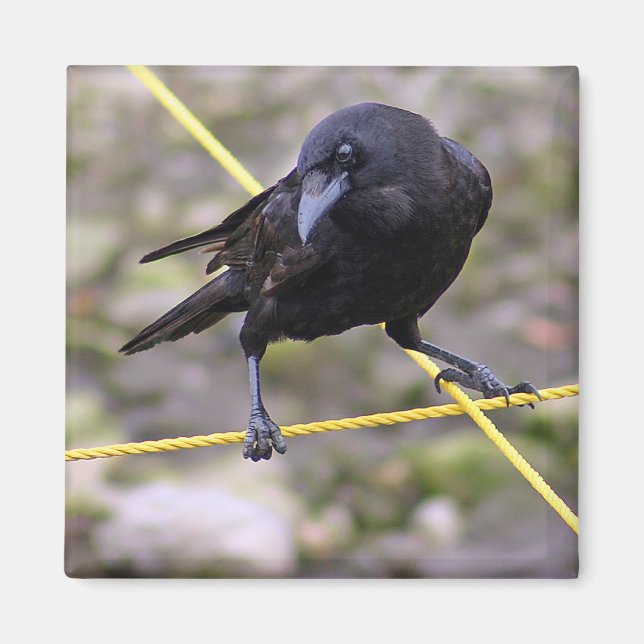 Crow at Crossroads Magnet (Front)
