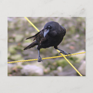 Crow at Crossroads Postcard