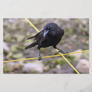 Crow at Crossroads Stationery