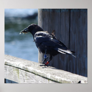 Crow fishing poster