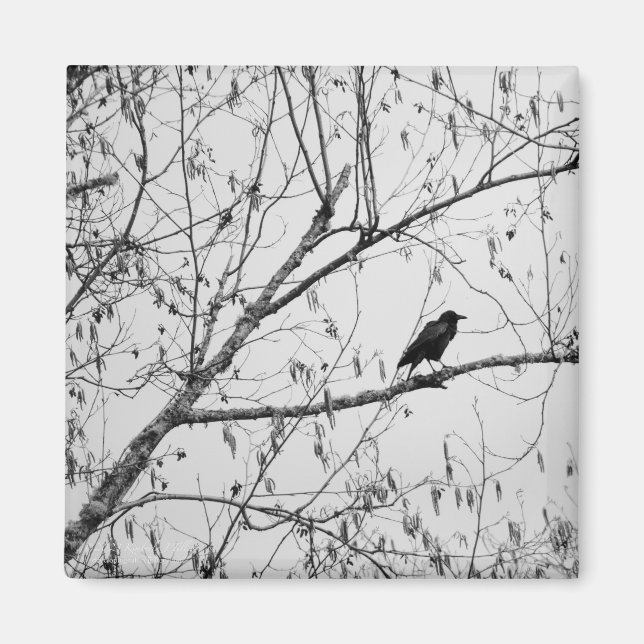Crow in a Birch Tree Magnet (Front)