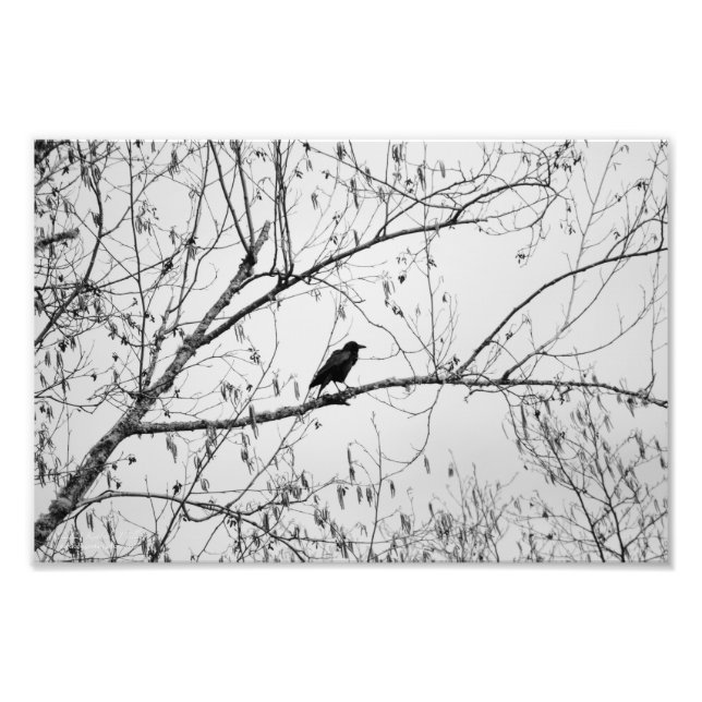 Crow in a Birch Tree Photo Print (Front)
