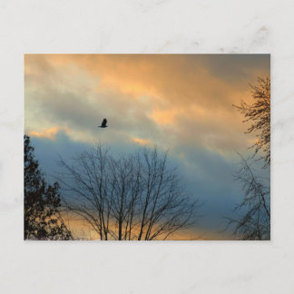 Crow on a pastel sky postcard