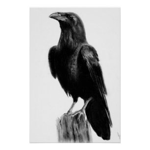 Crow picture   poster