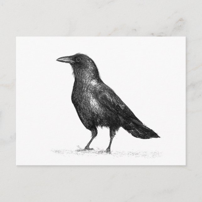 Crow Postcard (Front)