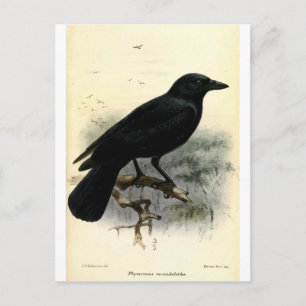 Crow Postcard