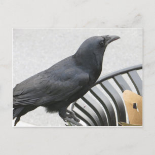 Crow Postcard