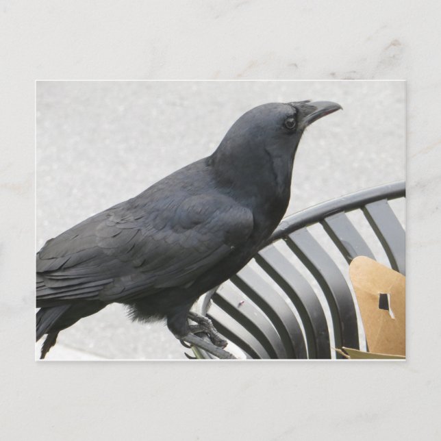 Crow Postcard (Front)