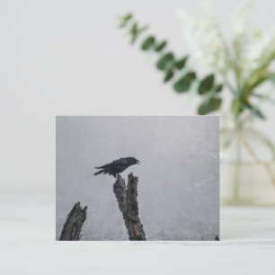 Crow Postcard